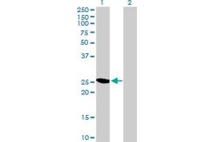 Western Blot analysis of YEATS4 expression in transfected 293T cell line by YEATS4 MaxPab polyclonal antibody. (GAS41 抗体  (AA 1-227))