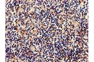 Immunohistochemistry (IHC) image for anti-Complement Component 1, Q Subcomponent, A Chain (C1QA) (AA 26-125) antibody (ABIN7148332)