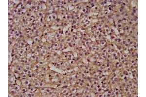 Immunohistochemistry (IHC) image for anti-N-Acetylneuraminic Acid Synthase (NANS) (AA 132-259) antibody (ABIN7169549)