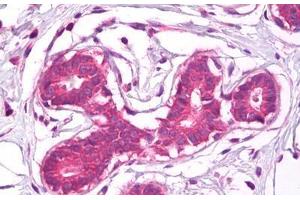 Anti-CD44 antibody IHC staining of human breast. (CD44 抗体)