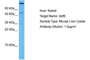 Host: Mouse Target Name: GDF5 Sample Tissue: Mouse Liver Antibody Dilution: 1ug/ml (GDF5 抗体  (C-Term))