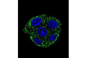 Confocal immunofluorescent analysis of GSTO2 Antibody (Center) (ABIN652022 and ABIN2840502) with HepG2 cell followed by Alexa Fluor 488-conjugated goat anti-rabbit lgG (green). (GSTO2 抗体  (AA 82-110))