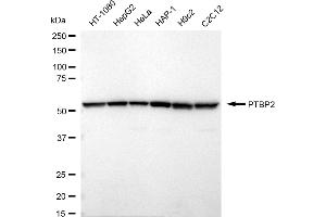 Western blotting analysis using PTBP2 antibody (ABIN7799883).
