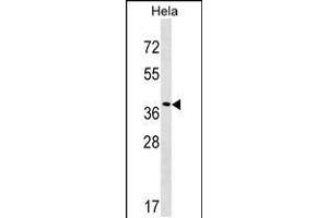 Western blot analysis in Hela cell line lysates (35ug/lane). (VPS37C 抗体  (AA 142-169))