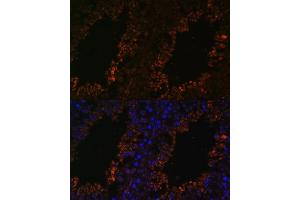 Immunofluorescence analysis of mouse testis using TPD52L3 antibody (ABIN7271078) at dilution of 1:100. (TPD52L3 抗体  (AA 1-132))
