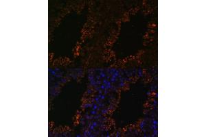 Immunofluorescence analysis of mouse testis using TPD52L3 antibody (ABIN7271078) at dilution of 1:100. (TPD52L3 抗体  (AA 1-132))