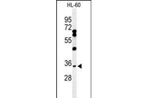 Western blot analysis of BHLHB5 Antibody (Center) (ABIN650975 and ABIN2840018) in HL-60 cell line lysates (35 μg/lane). (BHLHE22 抗体  (AA 236-264))