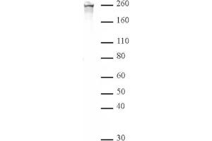 RNA Pol II CTD phospho Ser2 pAb tested by Western blot. (Rpb1 CTD 抗体  (pSer2, Ser2))
