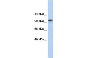WB Suggested Anti-BBX Antibody Titration: 0. (BBX 抗体  (Middle Region))