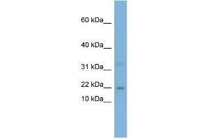 WB Suggested Anti-CEBPG Antibody Titration:  0. (CEBPG 抗体  (Middle Region))