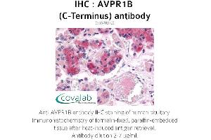 Image no. 2 for anti-Arginine Vasopressin Receptor 1B (AVPR1B) (C-Term) antibody (ABIN1732149) (AVPR1B 抗体  (C-Term))