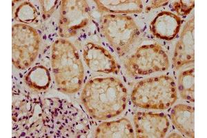 IHC image of ABIN7154372 diluted at 1:300 and staining in paraffin-embedded human kidney tissue performed on a Leica BondTM system.
