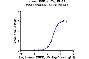 Immobilized Human EGF at 2 μg/mL (100 μL/well) on the plate. (EGF 蛋白)