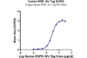 Immobilized Human EGF at 2 μg/mL (100 μL/well) on the plate. (EGF 蛋白)