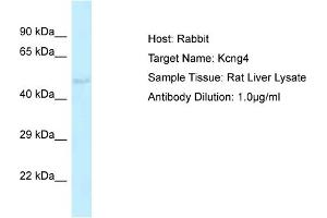 Western Blotting (WB) image for anti-Potassium Voltage-Gated Channel, Subfamily G, Member 4 (Kcng4) (Middle Region) antibody (ABIN2776312)
