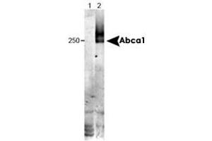 Western blot analysis of Abca1 in wild type liver tissue (in RIPA) using Abca1 monoclonal antibody, clone HJ1 .