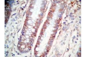 Human colon tissue was stained by Rabbit Anti-CCK (26-33)  (Human,Rat) Antibody