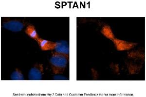 Sample Type: NT2 cellsRed: AntibodyBlue: DAPIPrimary Dilution: 1ug/50ul antibodySecondary Antibody: Alexa goat anti-rabbit 594 (SPTAN1 抗体  (N-Term))