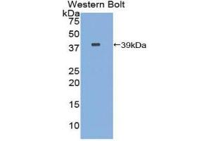 Western Blotting (WB) image for anti-Carboxypeptidase B1 (Tissue) (CPB1) (AA 111-417) antibody (ABIN1858474)