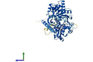Protein Structure (PS) image for Glycerol Kinase (GK) (AA 1-559) protein (His tag) (ABIN7547968)