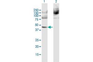 Western Blot analysis of PPME1 expression in transfected 293T cell line by PPME1 MaxPab polyclonal antibody. (PPME1 抗体  (AA 1-386))