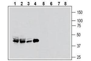 Western Blotting (WB) image for anti-Secretin Receptor (SCTR) (AA 129-143), (Extracellular) antibody (ABIN7043607)