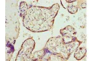 Immunohistochemistry of paraffin-embedded human placenta tissue using ABIN7146563 at dilution of 1:100 (Calreticulin 抗体  (AA 18-415))