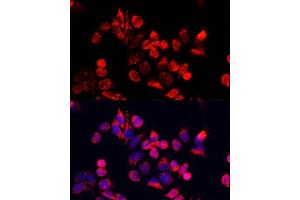 Immunofluorescence analysis of HeLa cells using NFE2L1 antibody (ABIN7268969) at dilution of 1:100. (NFE2L1 抗体  (AA 515-772))