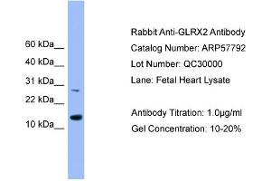 WB Suggested Anti-GLRX2  Antibody Titration: 0. (Glutaredoxin 2 抗体  (Middle Region))