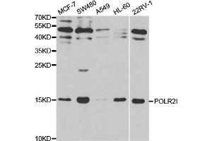 Western blot analysis of extracts of various cell lines, using POLR2I antibody. (POLR2I 抗体)