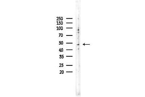 Western blot analysis of lysates from Rat testis, using HORM Antibody at 1/1000 dilution.