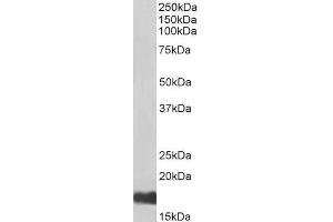 Biotinylated ABIN5539759 (0. (UBE2I 抗体  (N-Term) (Biotin))