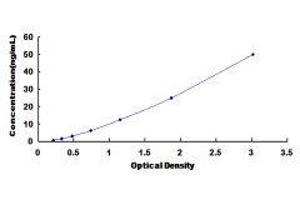 Spermidine/spermine N1-Acetyltransferase 1 (SAT1) ELISA Kit