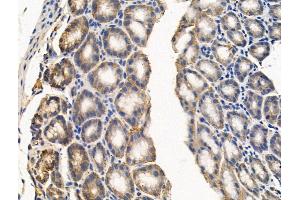 ABIN7094576 and ABIN7098625 at 1/100 staining Mouse stomach tissue by IHC-P. (SMPD1 抗体  (C-Term))