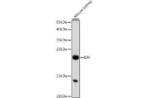 Western Blotting (WB) image for anti-Inhibitor of DNA Binding 4, Dominant Negative Helix-Loop-Helix Protein (ID4) (AA 1-100) antibody (ABIN7267872)
