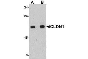 Western blot analysis of CLDN1 in HepG2 cell lysate with AP30236PU-N CLDN1 antibody at (A) 1 and (B) 2 μg/ml. (Claudin 1 抗体  (C-Term))