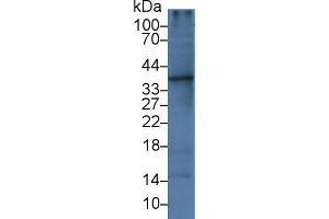 Western blot analysis of Rat Liver lysate, using Human IL1a Antibody (3 µg/ml) and HRP-conjugated Goat Anti-Mouse antibody ( (IL1A 抗体  (AA 113-271))