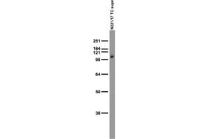 Adult rat brain membrane immunoblot.