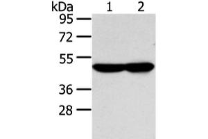 Western blot analysis of TM4 and NIH/3T3 cell using WSB1 Polyclonal Antibody at dilution of 1:350 (WSB1 抗体)