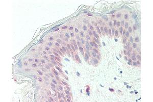 Anti-GPC1 / Glypican antibody IHC staining of human skin. (GPC1 抗体  (Internal Region))