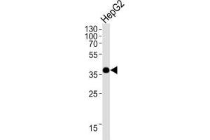 Western Blotting (WB) image for anti-Olfactory Receptor, Family 1, Subfamily L, Member 3 (OR1L3) antibody (ABIN3004734) (OR1L3 抗体)