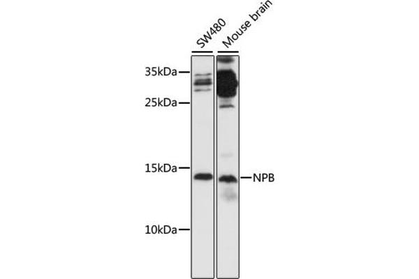 Neuropeptide B 抗体  (AA 1-125)