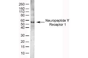 Western Blotting (WB) image for anti-Neuropeptide Y Receptor 1 (NPY1R) (AA 365-378) antibody (ABIN2475861)