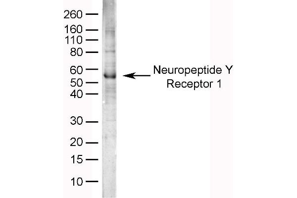 NPY1R 抗体  (AA 365-378)