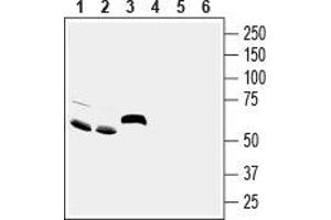 Amiloride-Sensitive Cation Channel 5, Intestinal (ACCN5) peptide