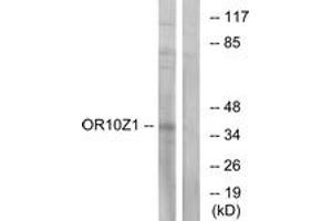 OR10Z1 抗体  (AA 201-250)