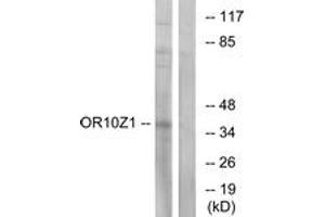 Western blot analysis of extracts from COS7 cells, using OR10Z1 Antibody. (OR10Z1 抗体  (AA 201-250))
