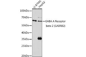 Western blot analysis of extracts of various cell lines, using GABA A Receptor beta 2 (GABA A Receptor beta 2 (G)) Rabbit pAb (ABIN3015661, ABIN3015662, ABIN3015663, ABIN1679930 and ABIN6219009) at 1:1000 dilution. (GABRB2 抗体  (AA 26-244))