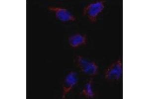 Immunofluorescence analysis of BMP7 antibody and HeLa cells. (BMP7 抗体  (AA 15-44))