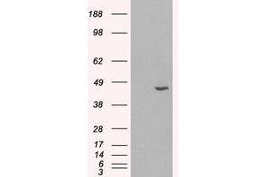 Image no. 1 for anti-Hydroxysteroid (11-Beta) Dehydrogenase 1 (HSD11B1) (C-Term) antibody (ABIN374673) (HSD11B1 抗体  (C-Term))